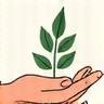 Hands cradling a plant representing wellbeing and nurture